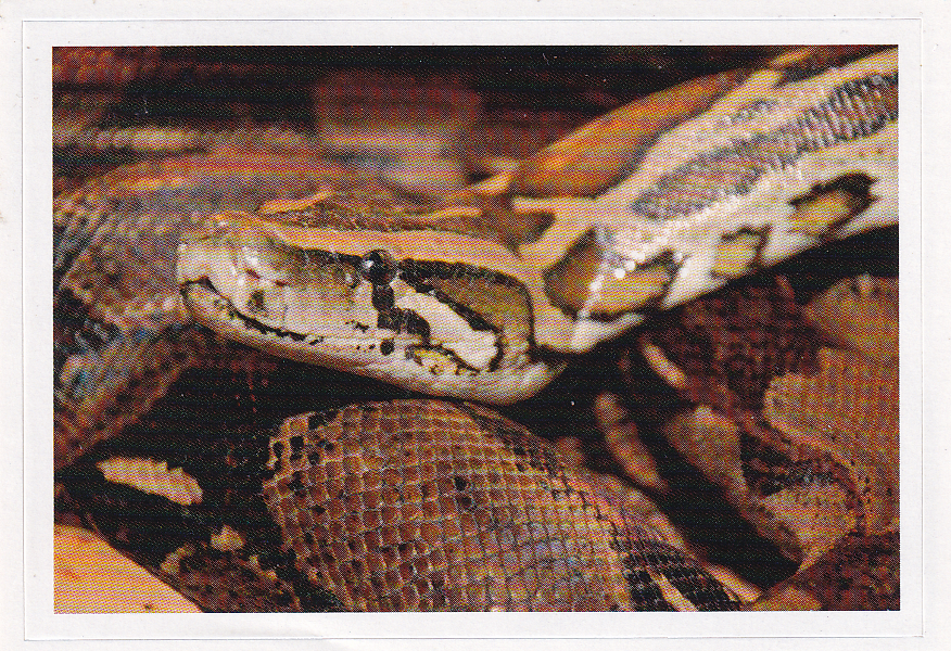 Was ist Was - Disney Rewe - Schlange - Serie Im Dschungel - Nr. 26