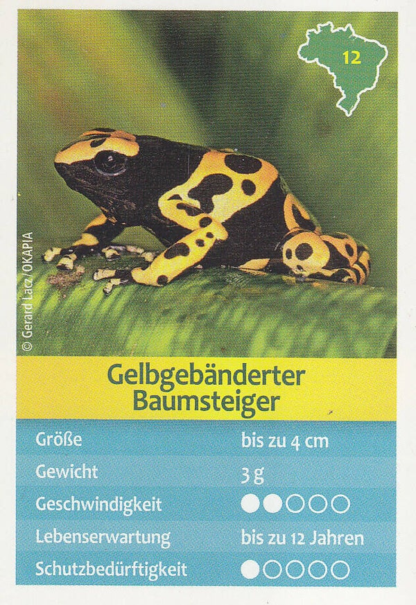 Gelbgebänderter Baumsteiger