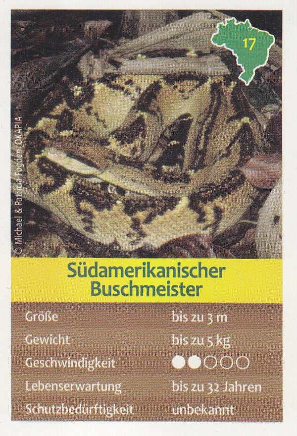 Südamerikanischer Buschmeister Tierkarte Nr.17