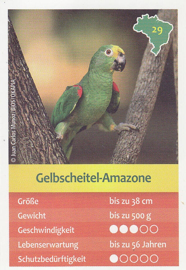 Gelbscheitel Amazone / Entdecke Brasilien / Tierkarte / Nr. 29