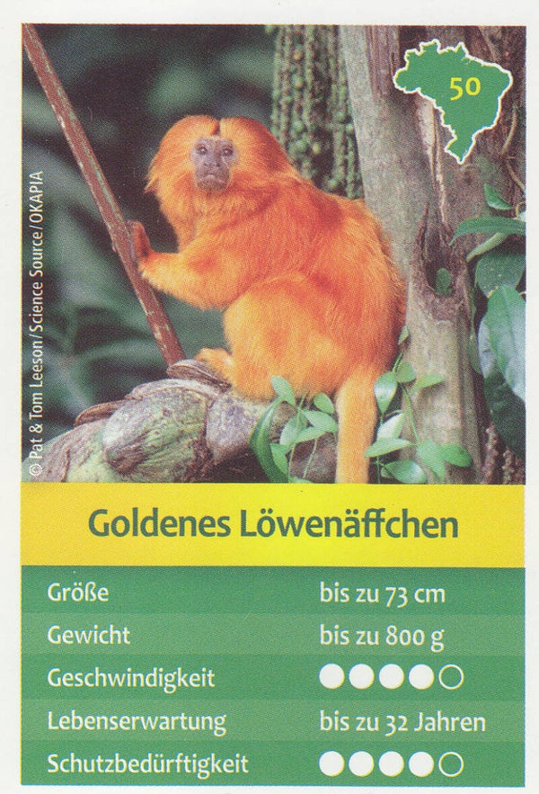 Goldenes Löwenäffchen Nr.50