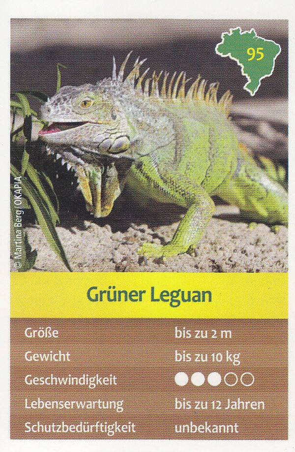 Grüner Leguan Tierkarte Nr.95