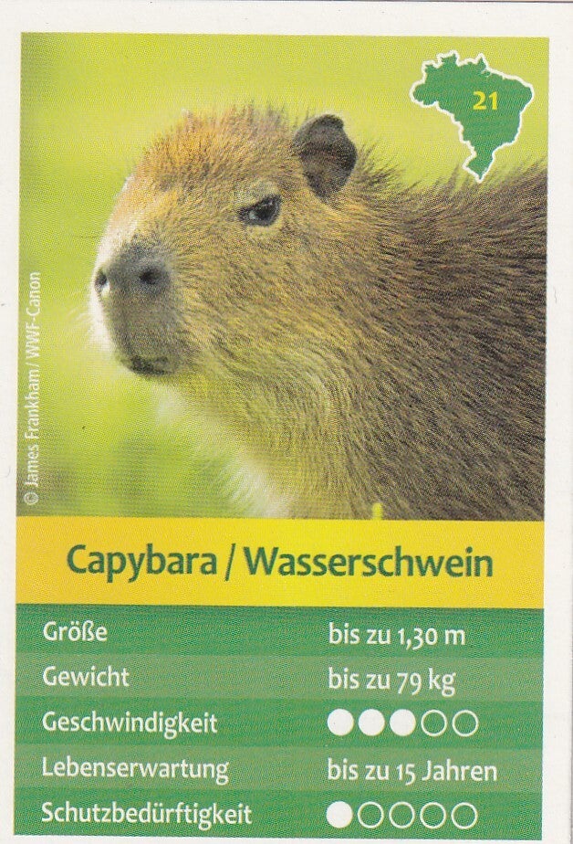 Capybara / Wasserschwein - Entdecke Brasilien - Tierkarte - Nr. 21