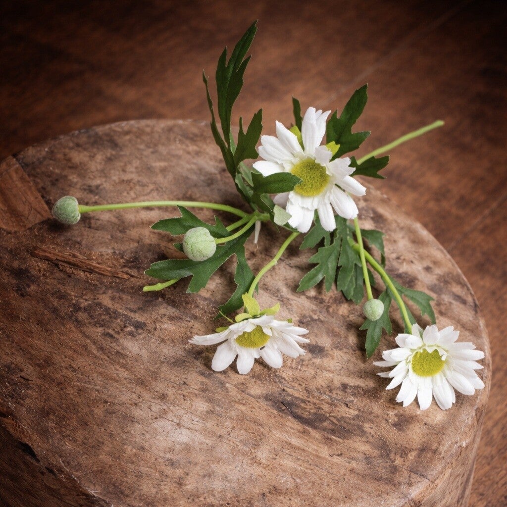 White Daisy / Marguerite Branch | Newborn Photography Prop
