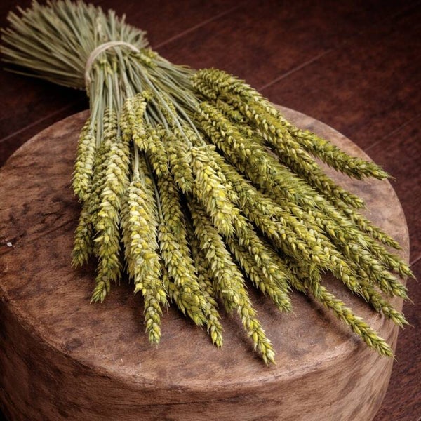 Green Dried Wheat Bundle | Newborn Photography Styling Prop
