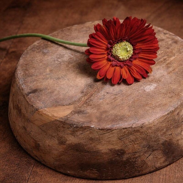 Rust Gerbera Flower | Newborn Photography Styling Prop