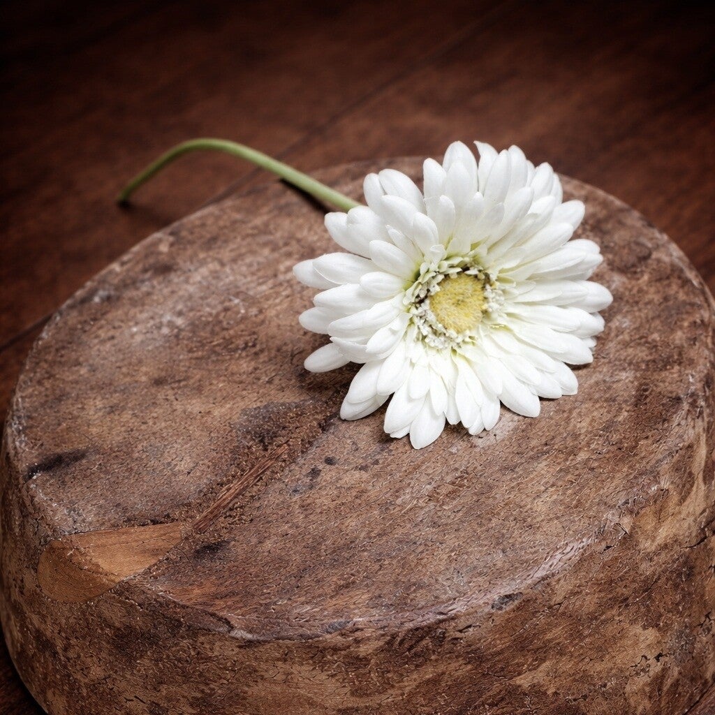 White Gerbera Flower | Newborn Photography Prop