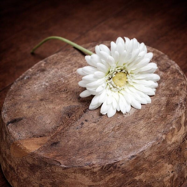 White Gerbera Flower | Newborn Photography Prop