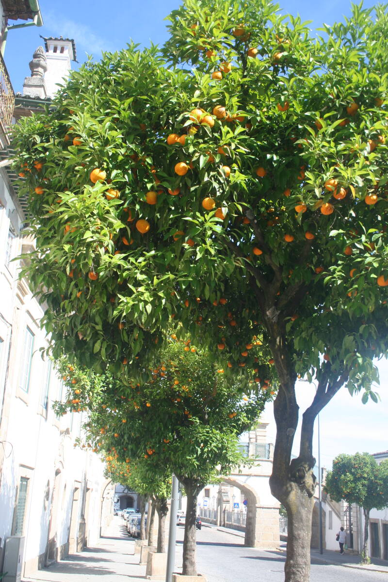 Wilma de Krom in Portugal