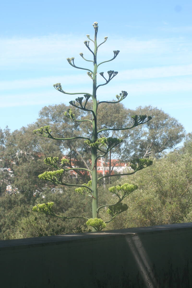 Wilma de Krom in Portugal
