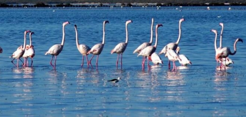 Wilma de Krom op Sardinie