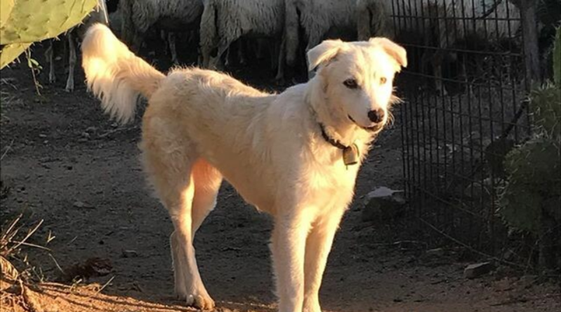 Wilma de Krom op Sardinie