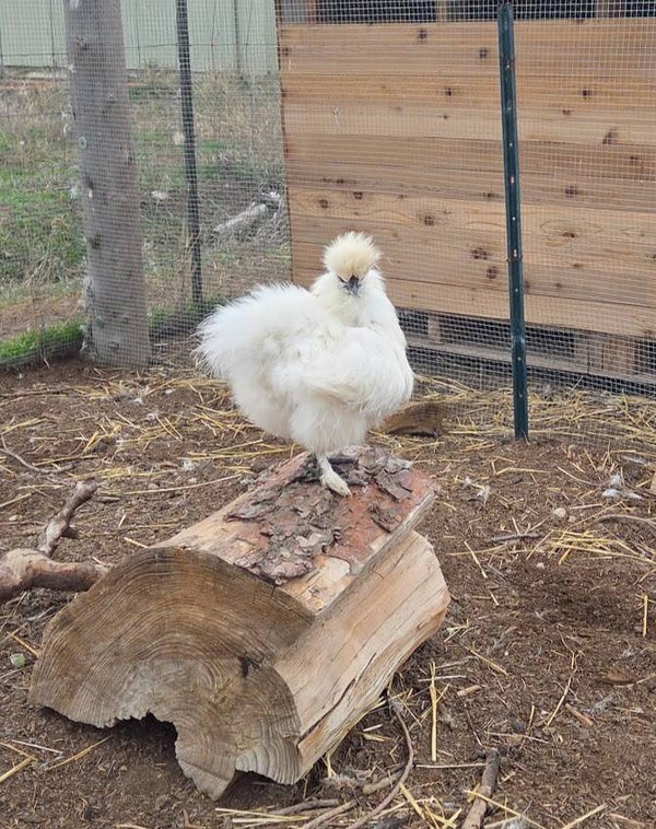 White Recessive Gene