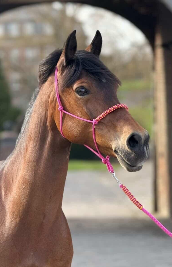 Licol Cheyenne