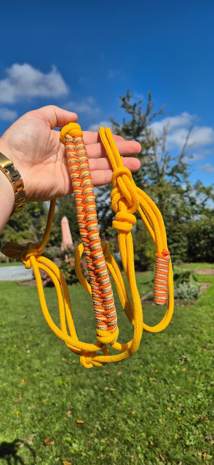 Licol COB prêt à partir