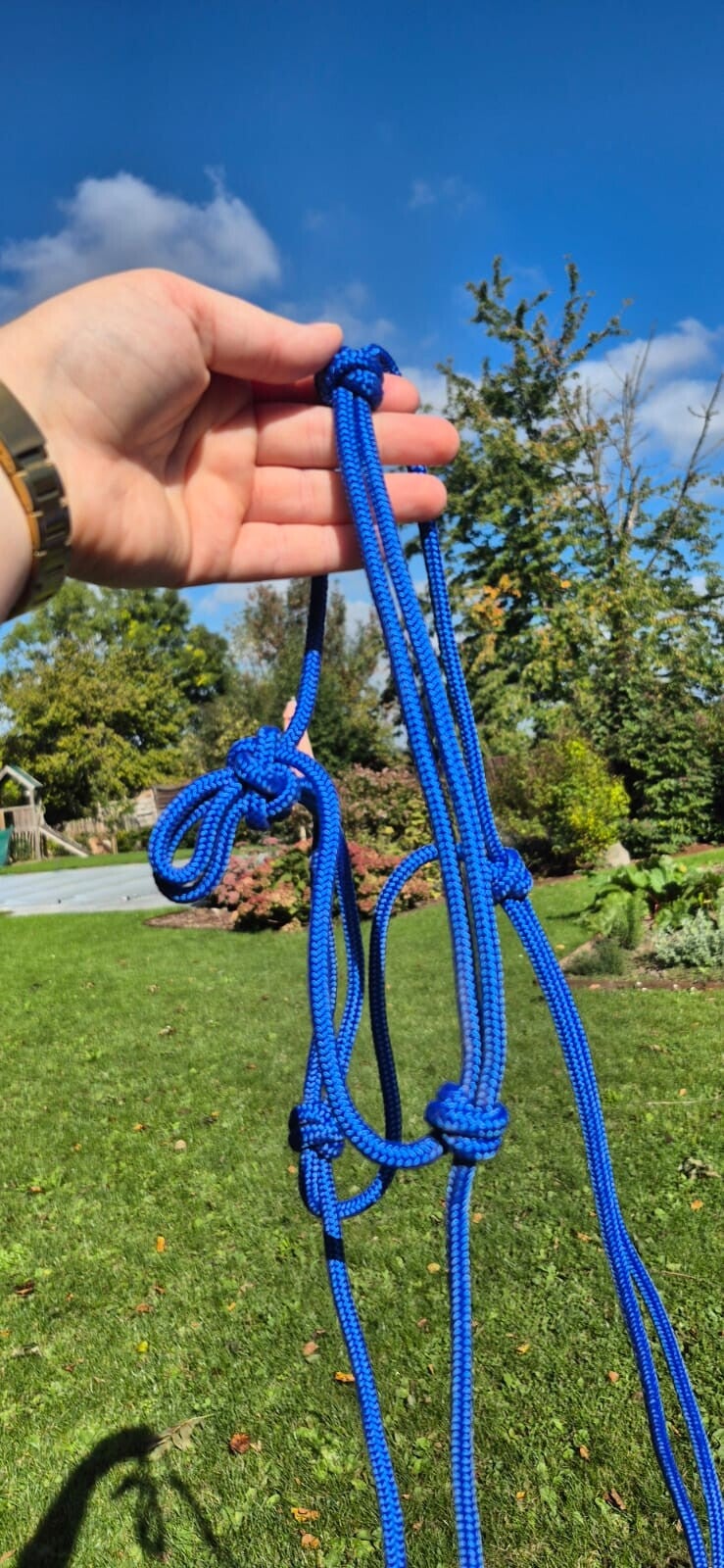 Licol COB prêt à partir