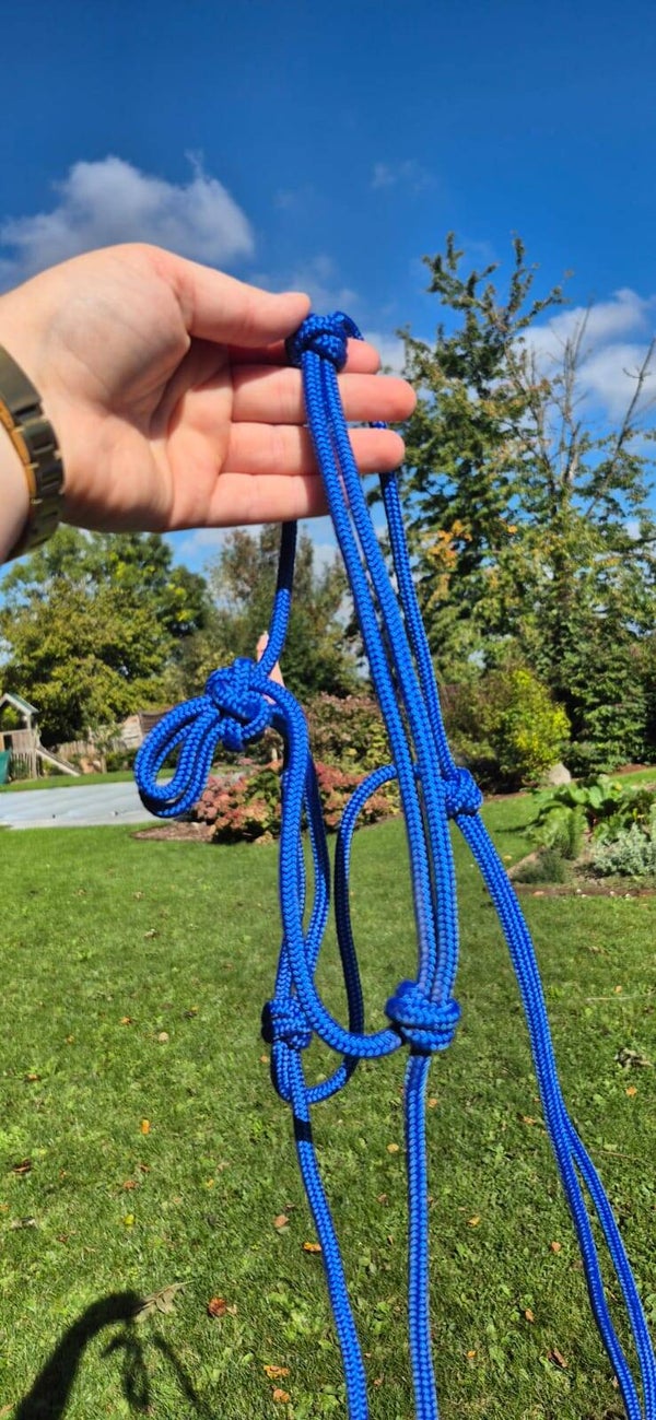Licol COB prêt à partir