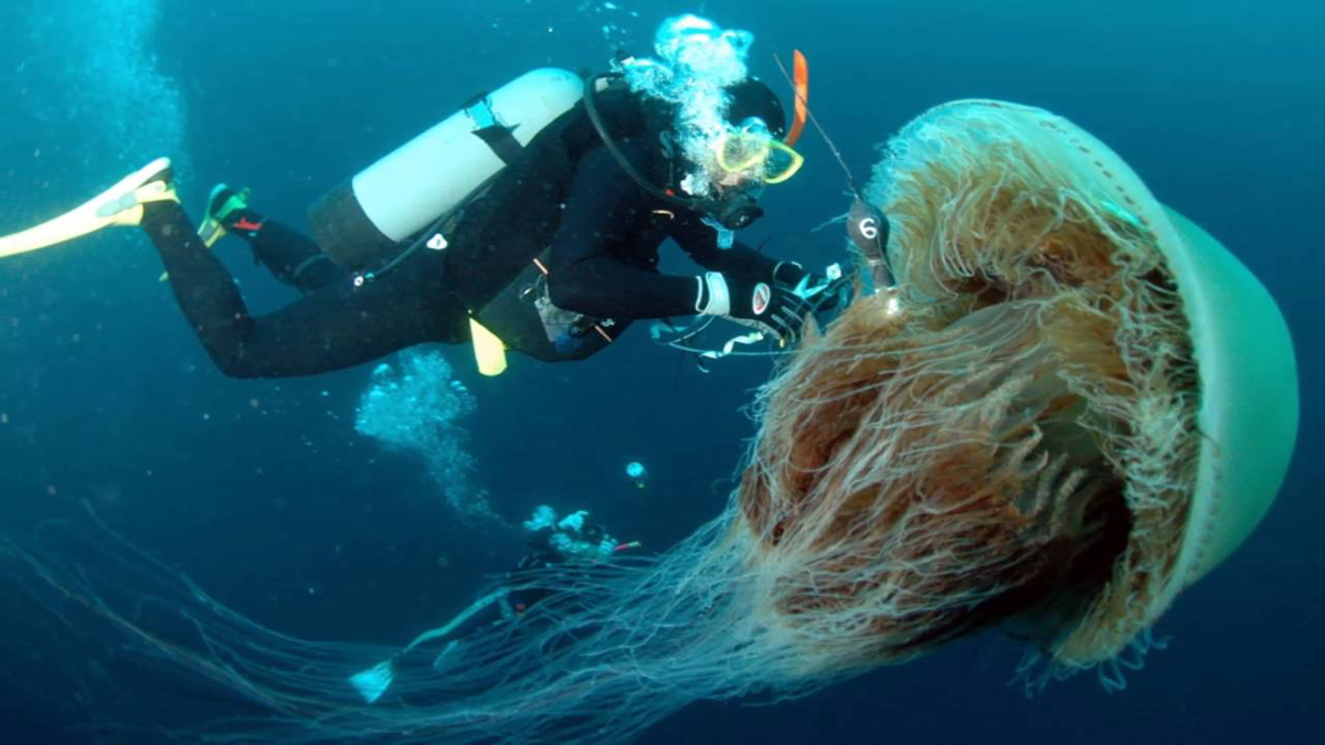 De Kubuskwallen | Oceanië ( Jade en Merel)