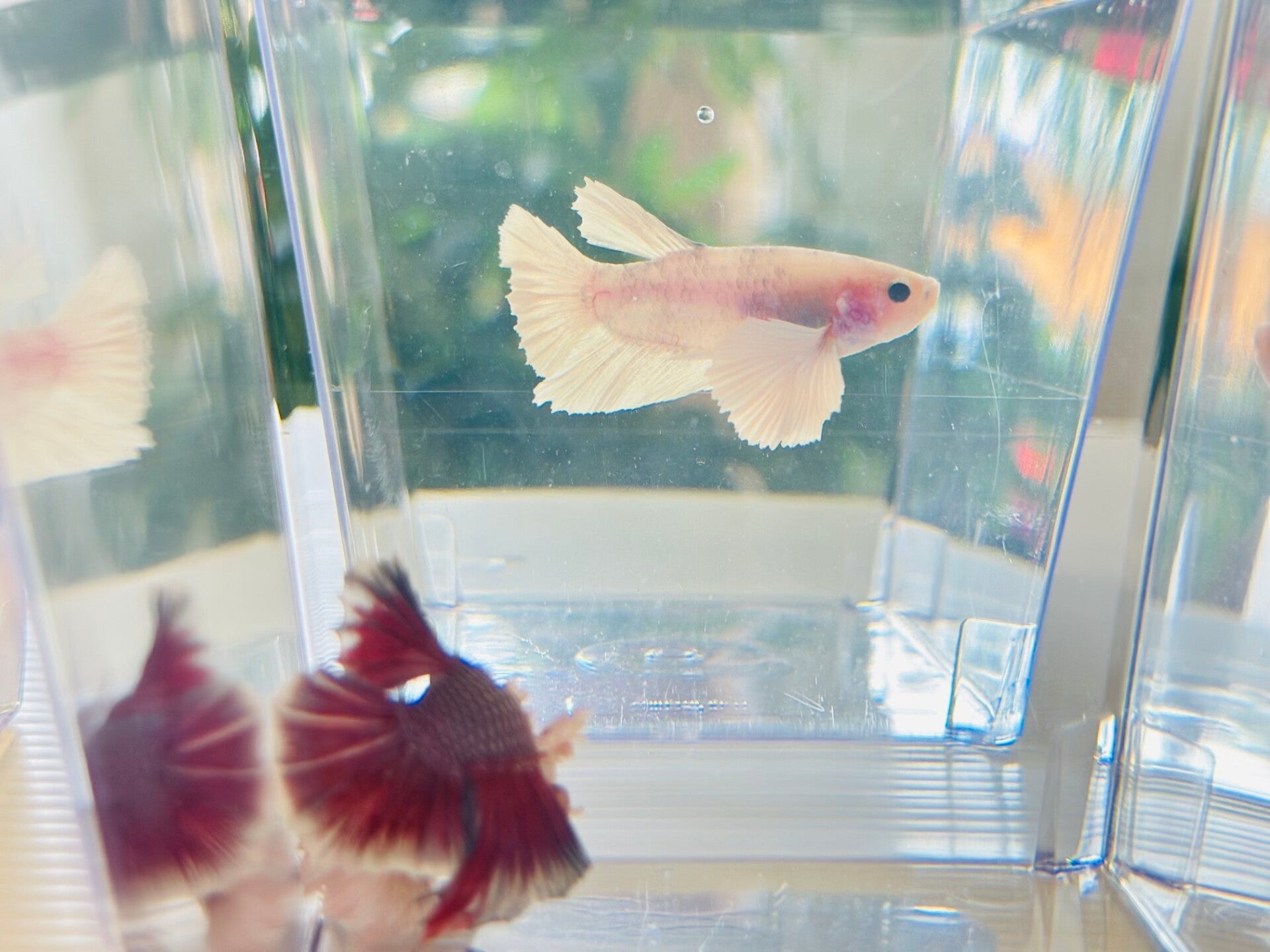 Betta Male Ears Elefant