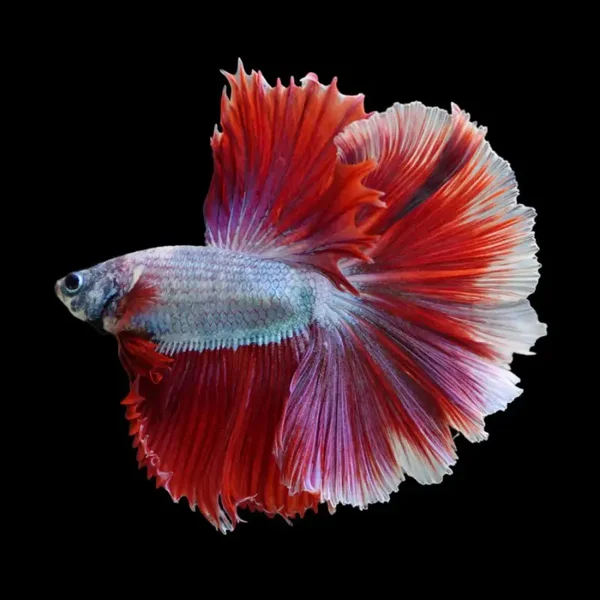 Betta male Half Moom
