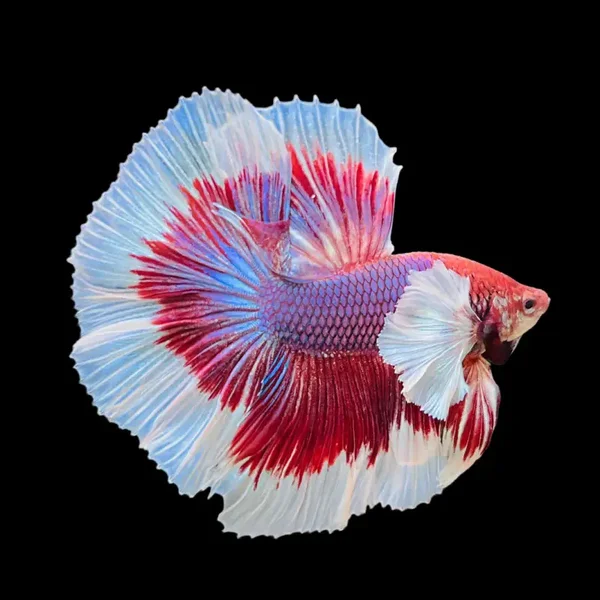 Bettas Male big ear Halfmoon
