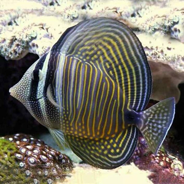 Desjardini Sailfin Tang (Zebrasoma desjardinii)