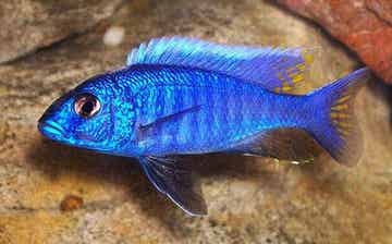 African Cichild Electric Blue