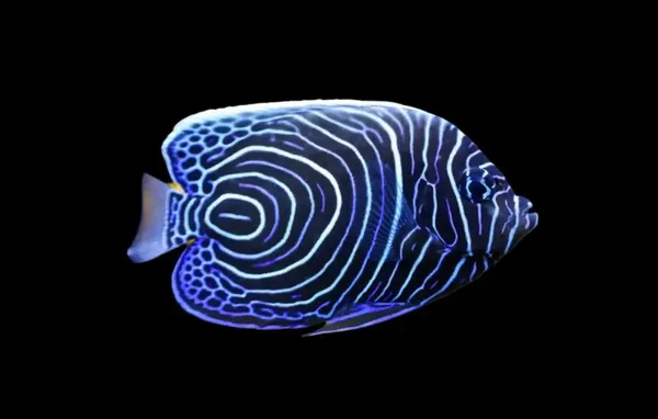 Emperor Angelfish Juvenile (Pomacanthus imperator)