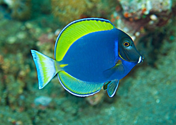 Powder blue tang x Whitecheek surgeonfish (Acanthurus leucosternon hybrid))