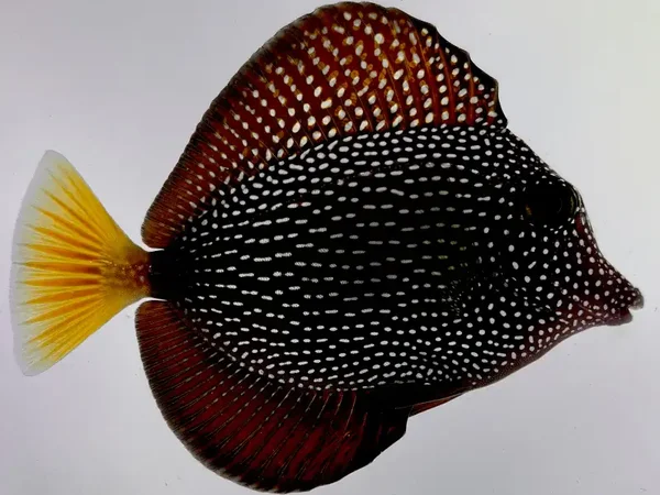 Gem Tang (Zebrasoma gemmatum)