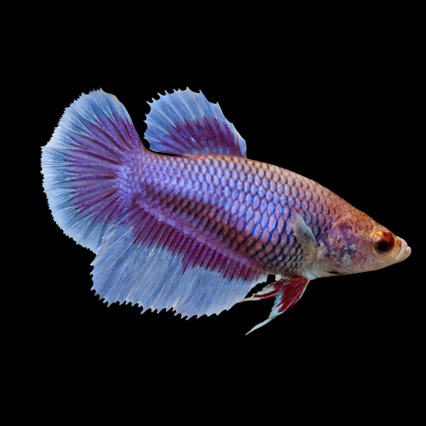 Bettas Female Halfmoon