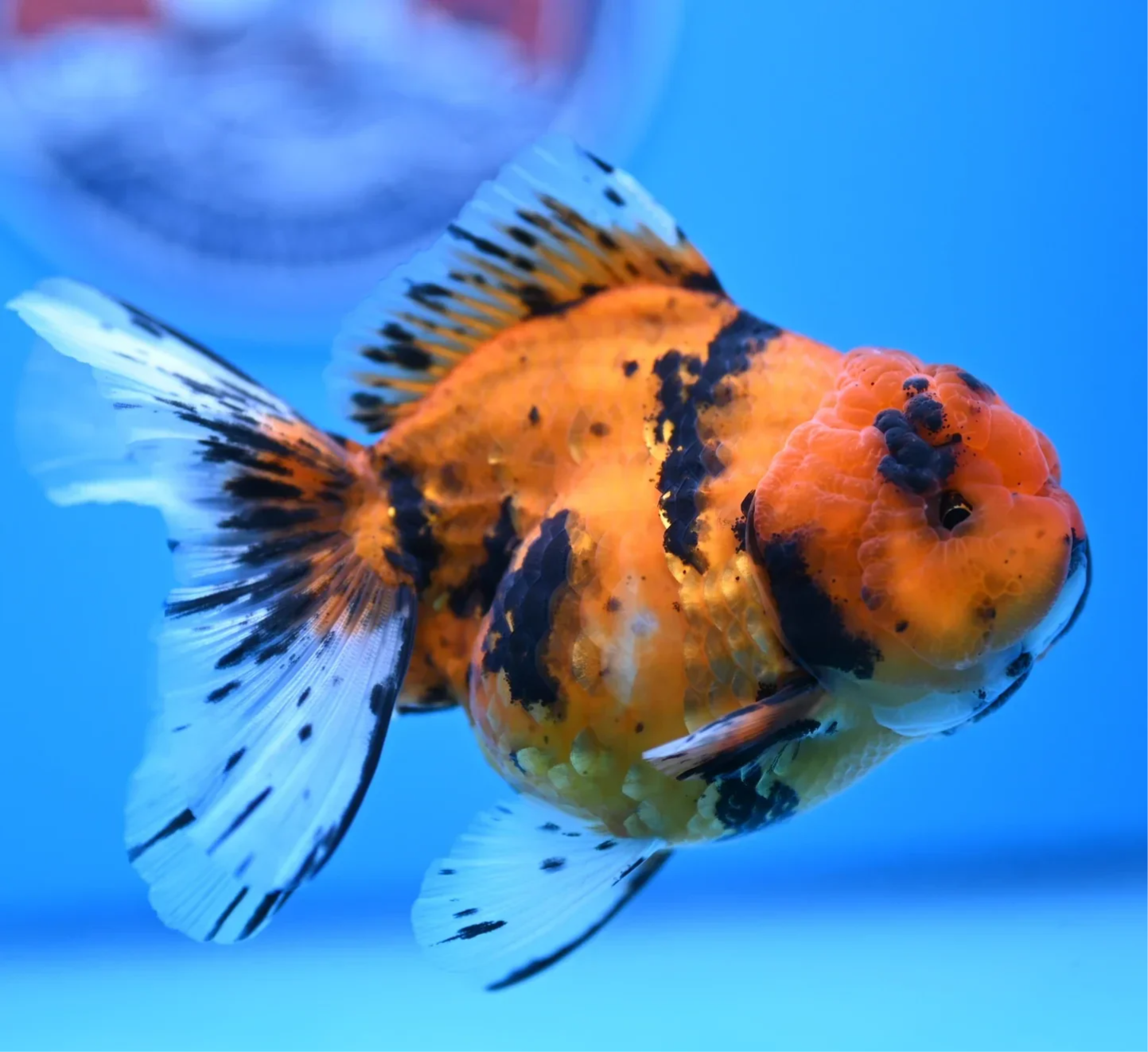 Oranda Godzilla