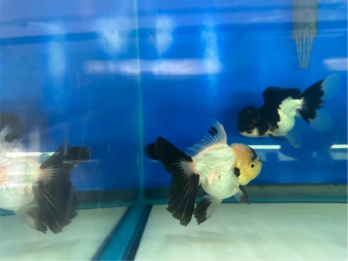 Oranda Panda aquarium florida