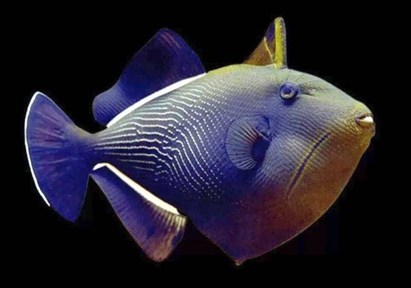 Indian Triggerfish (Melichthys indicus)