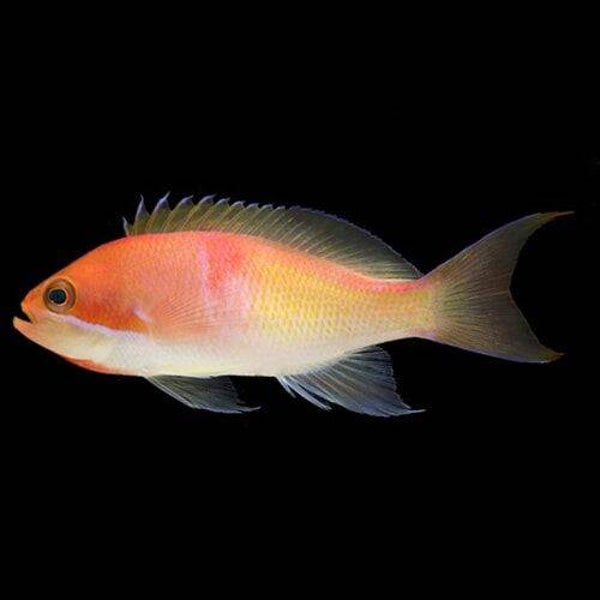 Kashiwae Anthias (Pseudanthias kashiwae)