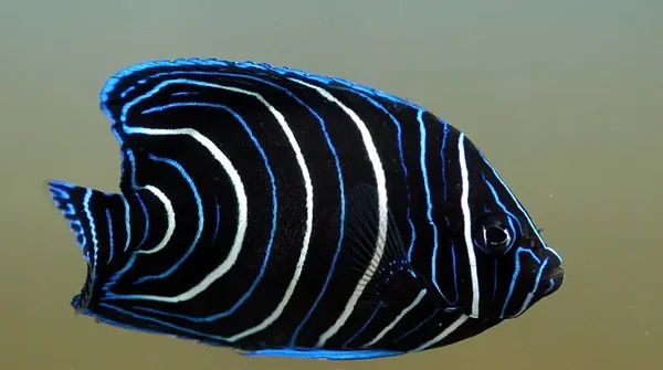 Koran Angelfish Juvenile (Pomacanthus semicirculatus)