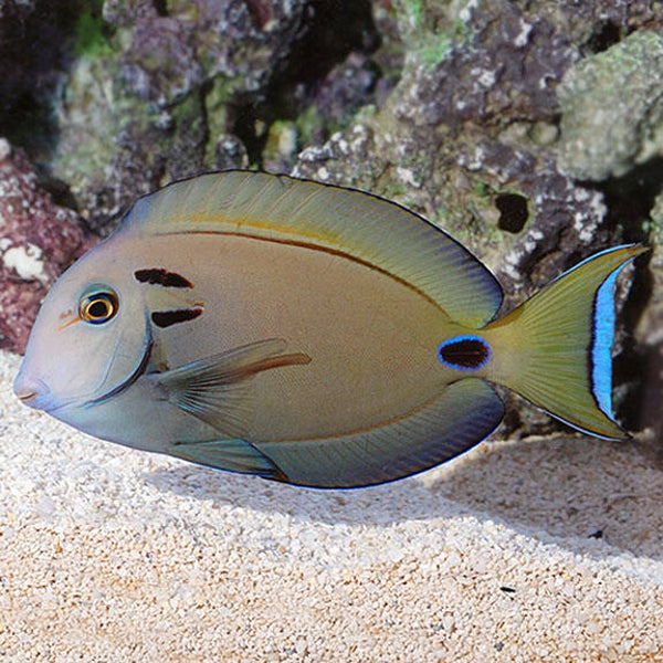 Lieutenant tang (Acanthurus tennenti)