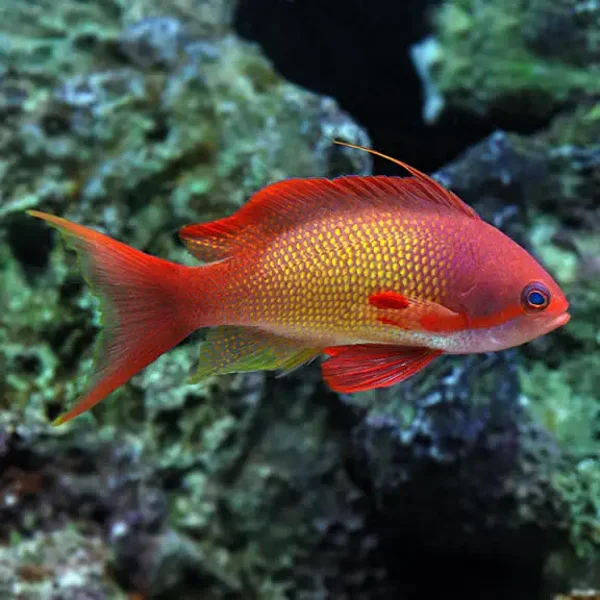 Lyretail Anthias (Pseudanthias squamipinnis)