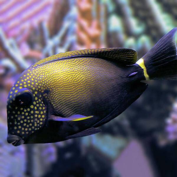 White Freckled Surgeonfish (Acanthurus Maculiceps)