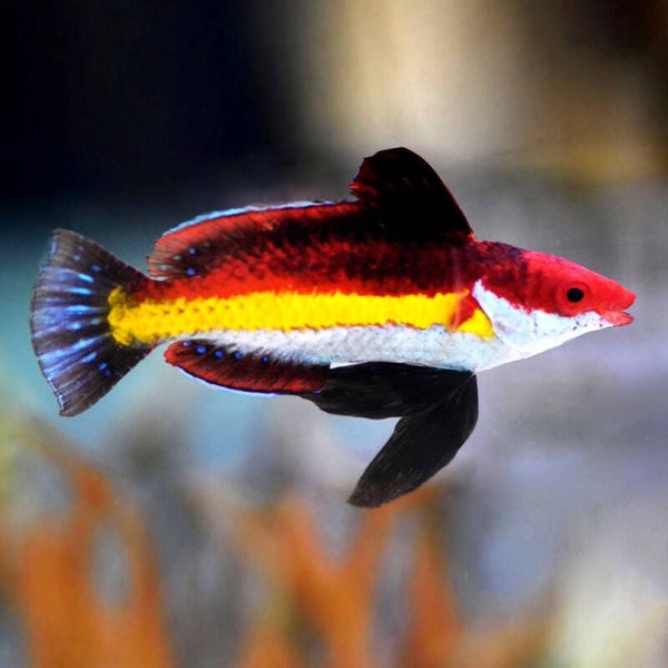 Naoko’s Fairy Wrasse (Cirrhilabrus naokoae)