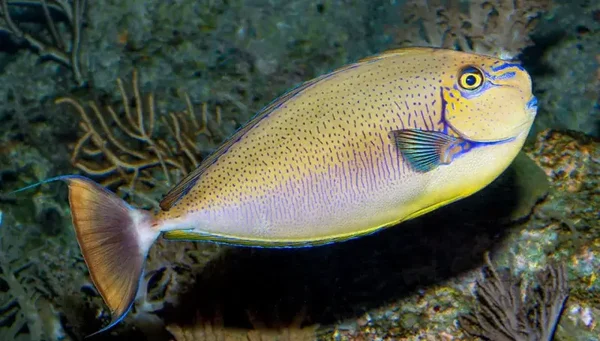 Bignose unicornfish (Naso vlamingii)