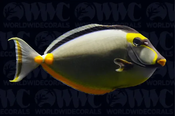 Naso Tang (Naso lituratus)