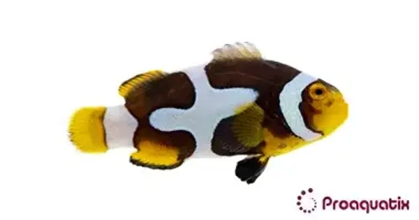 Onyx Picasso Clownfish – Amphiprion percula (Designer Variant)