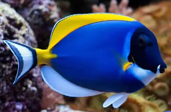 Powder Blue Tang (Acanthurus leucosternon)