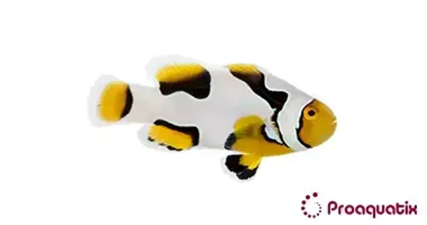 Premium Onyx Clownfish – Amphiprion percula (Designer Variant)