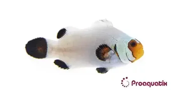 Wyoming White Clownfish – Amphiprion ocellaris (Designer Variant)