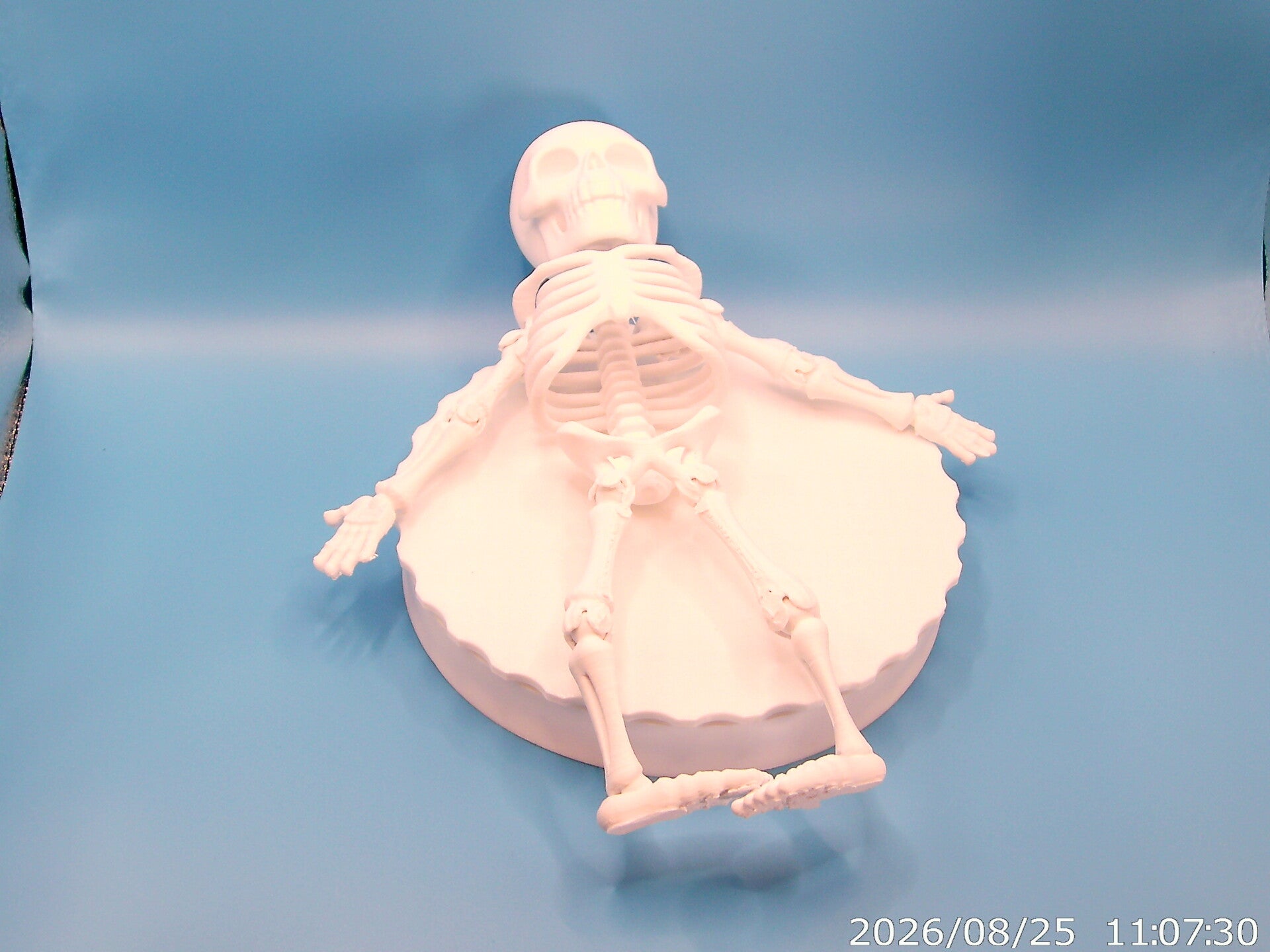articulate skeleton