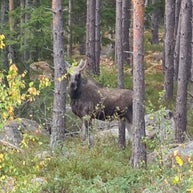 Eland gespot in Zweden