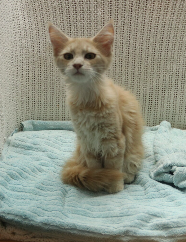 fawn female kitten (not polydactyl)