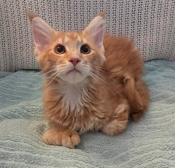 Rare orange female with 4 polydactyl feet ..